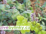Hroznová máta (Mentha speciosa var. nepetoides) 
