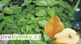 Máta s vůní sladké hrušky (Mentha sp. ´Sweet pear´)