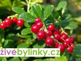 10 ks velkoplodých brusinek Korale a Red Pearl (Vaccinium vitis idaea)