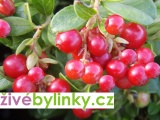 10 ks velkoplodých brusinek Korale a Red Pearl (Vaccinium vitis idaea)