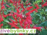 Šalvěj ananasová (Salvia rutilans ´Pino´)