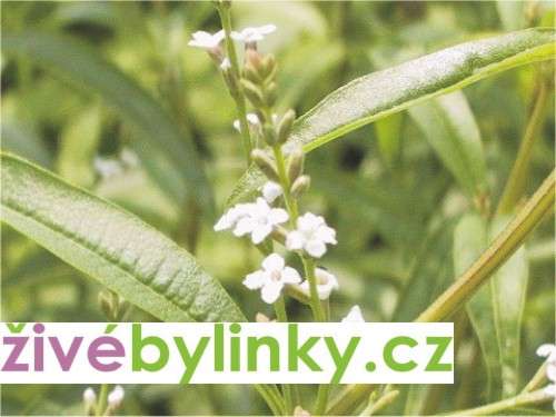 Verbena citrónová - Aloisie (Lippia citriodora)