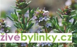 Pravý tymián (Thymus vulgaris ´Freddy´)