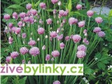Pažitka, šnitlík (Allium schoenoprasum ´Prado´) 