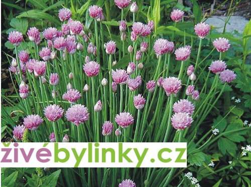 Pažitka, šnitlík (Allium schoenoprasum ´Prado´)