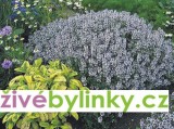 Pravý tymián (Thymus vulgaris ´Freddy´) 