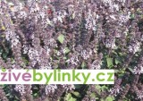 Bazalka vytrvalá purpurová (Ocimum x hybrida ´Magic Blue´) 