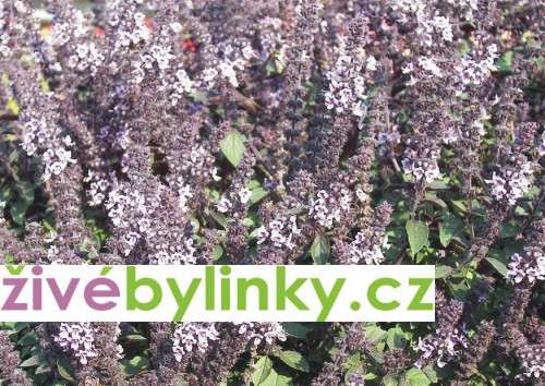 Bazalka vytrvalá purpurová (Ocimum x hybrida ´Magic Blue´)