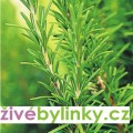 Gurmánský rozmarýn lékařský (Rosmarinus officinalis ´Abraxas´)