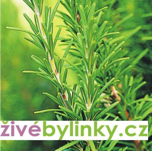 Gurmánský rozmarýn lékařský (Rosmarinus officinalis ´Abraxas´)