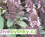 Bazalka vytrvalá purpurová (Ocimum x hybrida ´Magic Blue´)