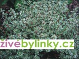 Stříbrný tymián (Thymus citriodorus´Silver Quenn´) 