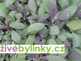 Purpurová šalvěj (Salvia off.´Purpurmantel´) 