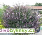 Bazalka vytrvalá purpurová (Ocimum x hybrida ´Magic Blue´)