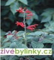 Šalvěj medový meloun (Salvia elegans ´Mello´)