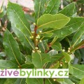 Bobkový list - Vavřín ušlechtilý (Laurus nobilis) - velké rostliny 2leté