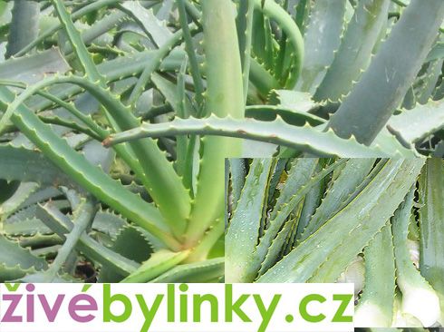 Aloe stromovitá (Aloe arborescens) - dvouleté rostliny