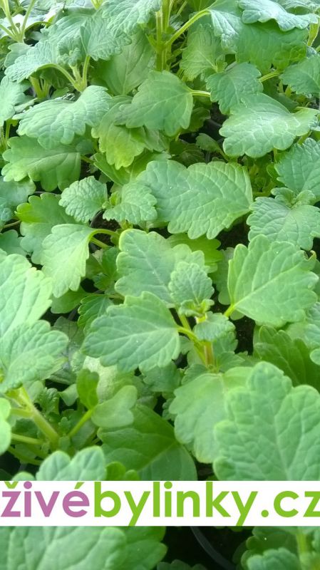 Rýmovník mentolový (Plectranthus sp.)