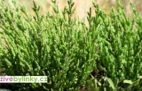 Slanorožec, Slaná bylinka - (Salicornia ´Europaea´)