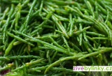 Slanorožec, Slaná bylinka - (Salicornia ´Europaea´)