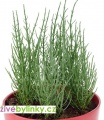 Slanorožec, Slaná bylinka - (Salicornia ´Europaea´)