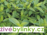 Švýcarská máta (Mentha x piperita ´Swiss´)