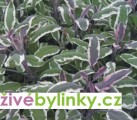 Trojbarevná šalvěj - (Salvia off.Hexenmantel´) 