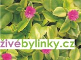 Kosmatovník panašovaný (Aptenia cordifolia ´Variegata´) 