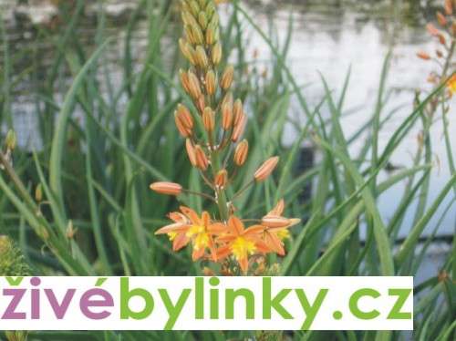 Kočičí ocásek Medicus - Jagavka (Bulbine frutescens)