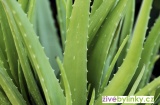 Aloe pravá, léčivá (Aloe vera) - velké dvouleté rostliny