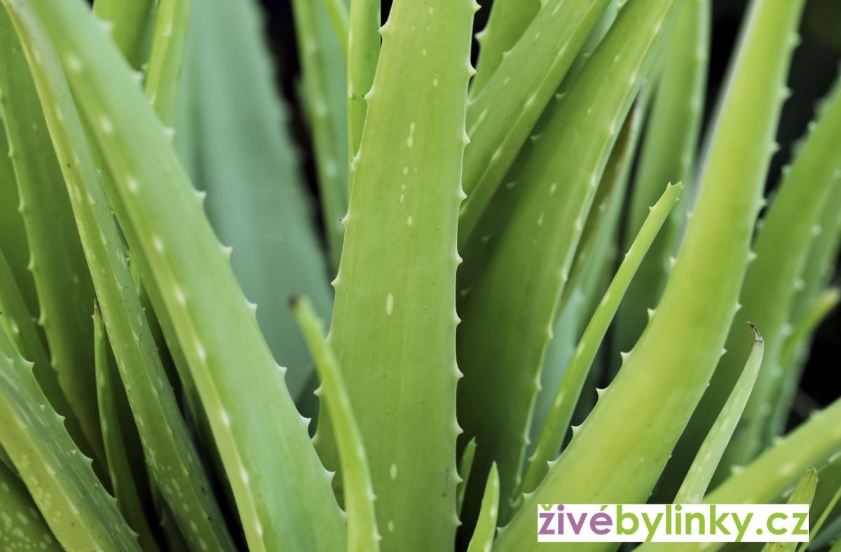 Aloe pravá, léčivá (Aloe vera) - velké dvouleté rostliny