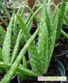 Aloe pravá, léčivá (Aloe vera) - velké dvouleté rostliny