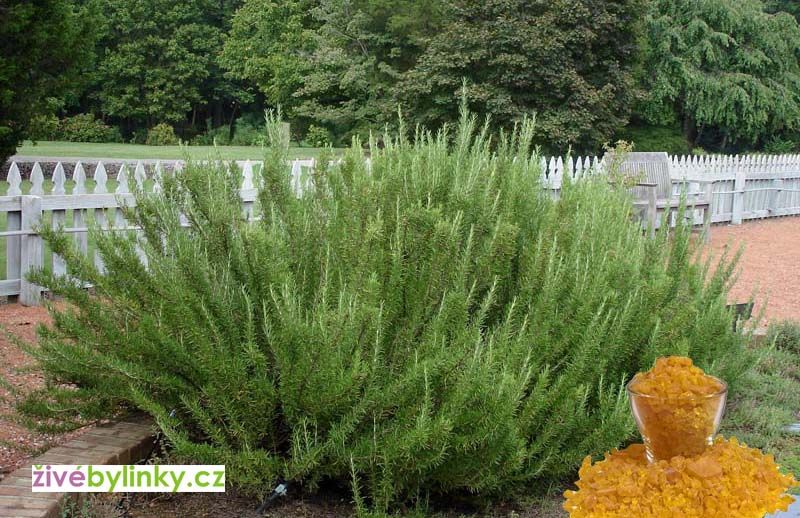 Anglický pryskyřicový rozmarýn (Rosmarinus officinalis ´Miss Jessop´)