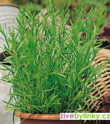 Anýzový estragon (Artemisia drancunculus ´Vienco´) - NOVINKA JARO 2021
