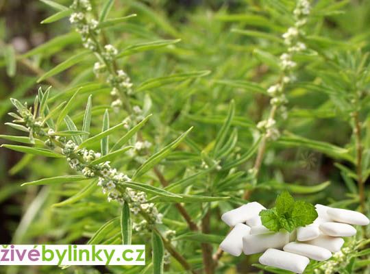 Argentinská žvýkačková bylina (Lippia polystacha)