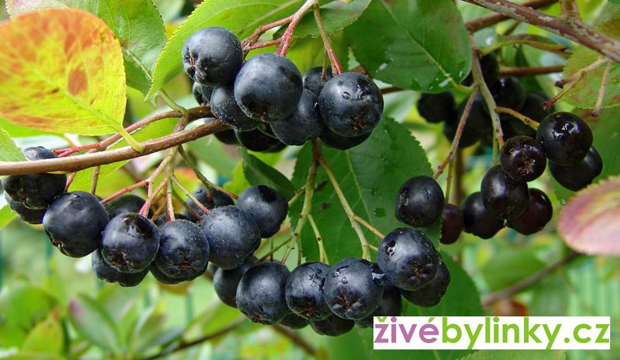 Arónie, Temnoplodec, "Černý jeřáb" (Aronia melanocarpa)