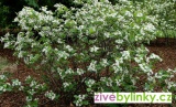 Arónie, Temnoplodec, "Černý jeřáb" (Aronia melanocarpa)