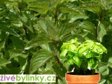 Bazalková máta (Mentha species ´Basil´) - NOVINKA JARO 2023
