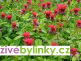 Bergamotová bylinka - zavinutka (Monarda x hybrida ´Bergamo´)