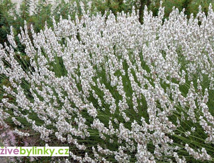 Bílá levandule lékařská (Lavandula angustifolia ´Bee Zee White´)