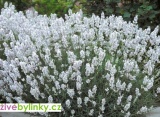 Bílá levandule lékařská (Lavandula angustifolia ´Bee Zee White´)