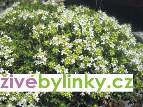 Bílá mateřídouška (Thymus serpyllum ´Albus´)