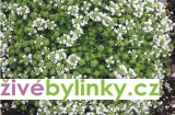 Bílá mateřídouška (Thymus serpyllum ´Albus´)