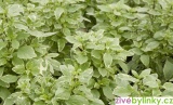 Bílá pesto bazalka (Ocimum basalicum ´Pesto Perpetuo´) 