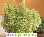 Bílá pesto bazalka (Ocimum basalicum ´Pesto Perpetuo´)