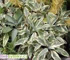 Bílá šalvěj lékařská (Salvia officinalis ´Bergarten Variegated´)