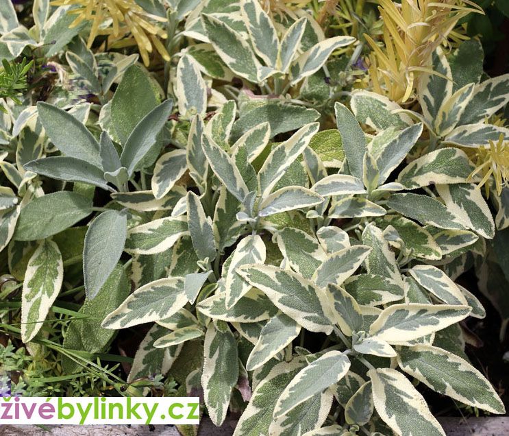 Bílá šalvěj lékařská (Salvia officinalis ´Bergarten Variegated´)