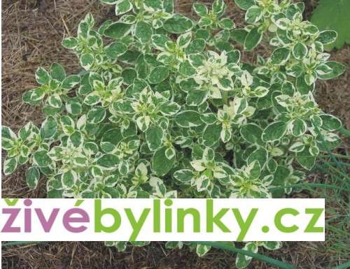 Bílé oregáno (Origanum vul. ´Panta´)