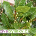 Bobkový list - Vavřín ušlechtilý (Laurus nobilis) 