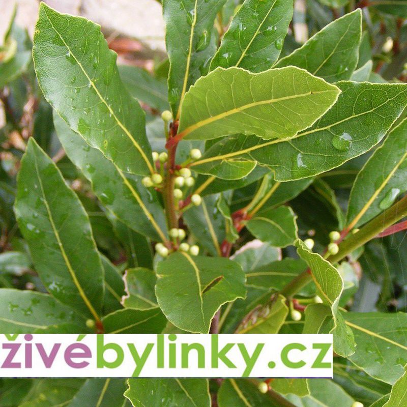 Bobkový list - Vavřín ušlechtilý (Laurus nobilis)